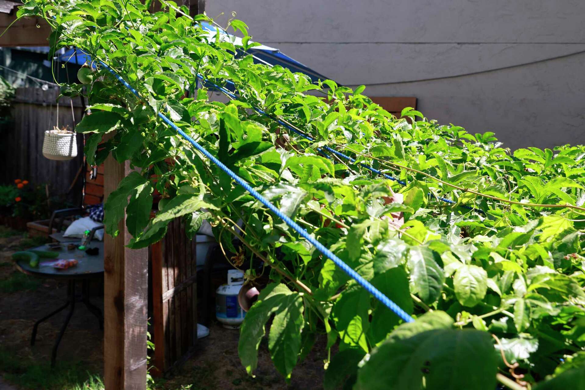 Authentic Green tiny vine stole