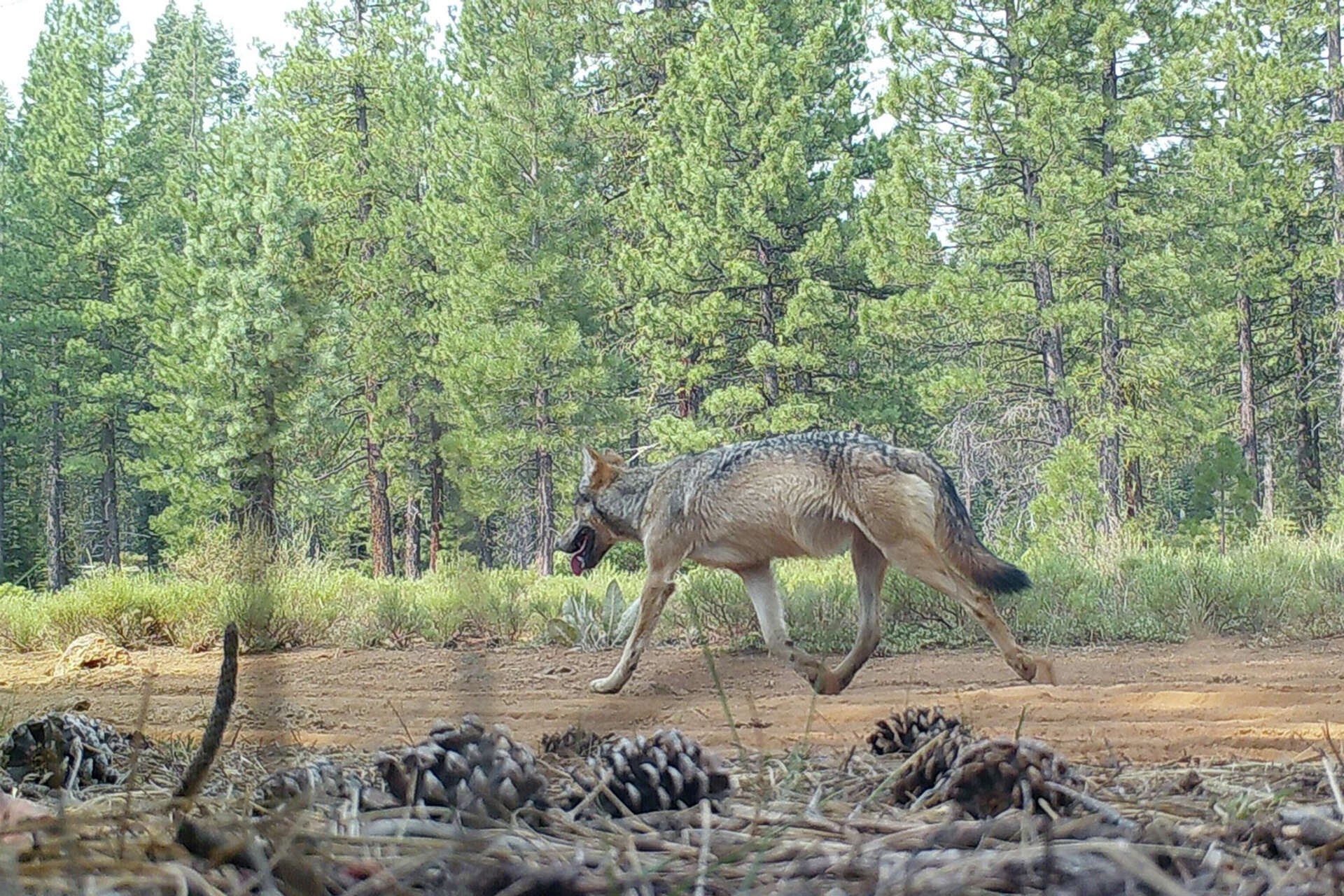 Multiple wolf sightings near Tahoe spark rumors, trigger investigation