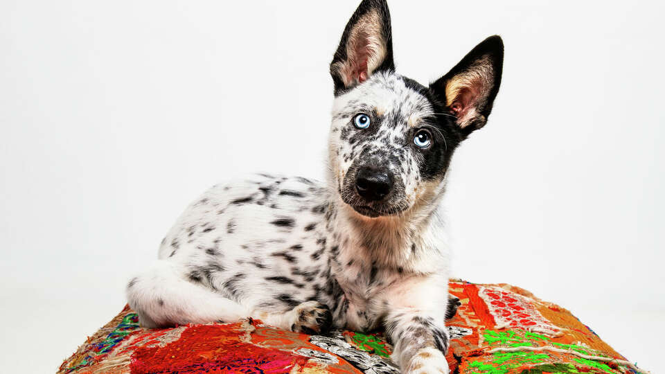 Casey, a three month old blue heeler mix, is recovering after he chewed his leg off at the Conroe Animal Shelter after receiving no emergency care for his badly injured leg in July.