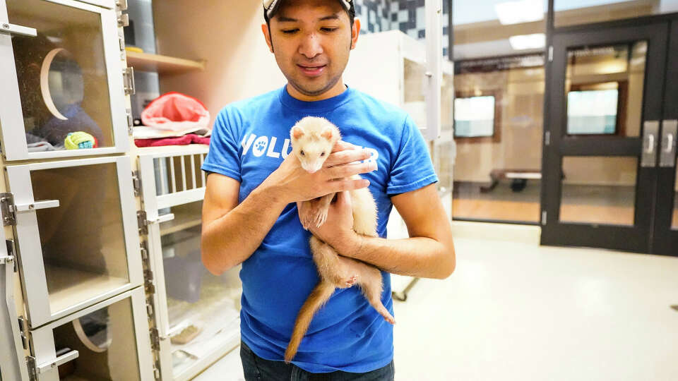 SPCA volunteer Justin Bautista holds a ferret for visitors to see during the Houston SPCA’s 100th Birthday Bash event at Houston SPCA on Saturday, April 27, 2024, in Houston.