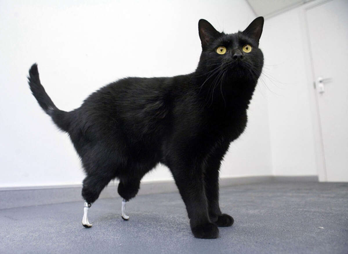 Bionic British cat gets prosthetic paws