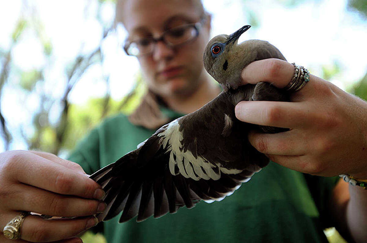 Michelle Wood of Texas Parks and Wildlife examines the wing of a white-winged dove in Helotes on Aug. 4, 2010.