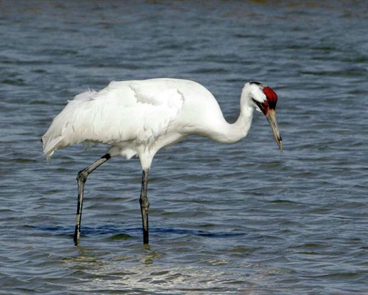 Whooping cranes may return to Louisiana