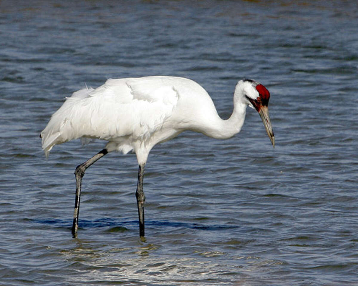 Whooping cranes may return to Louisiana