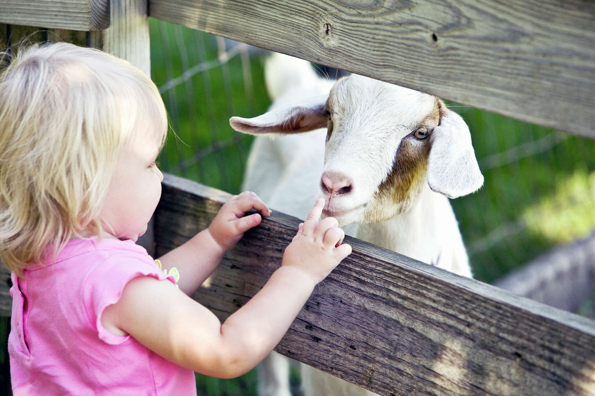 Petting zoo brings animals along for Family Friday event in Beardstown