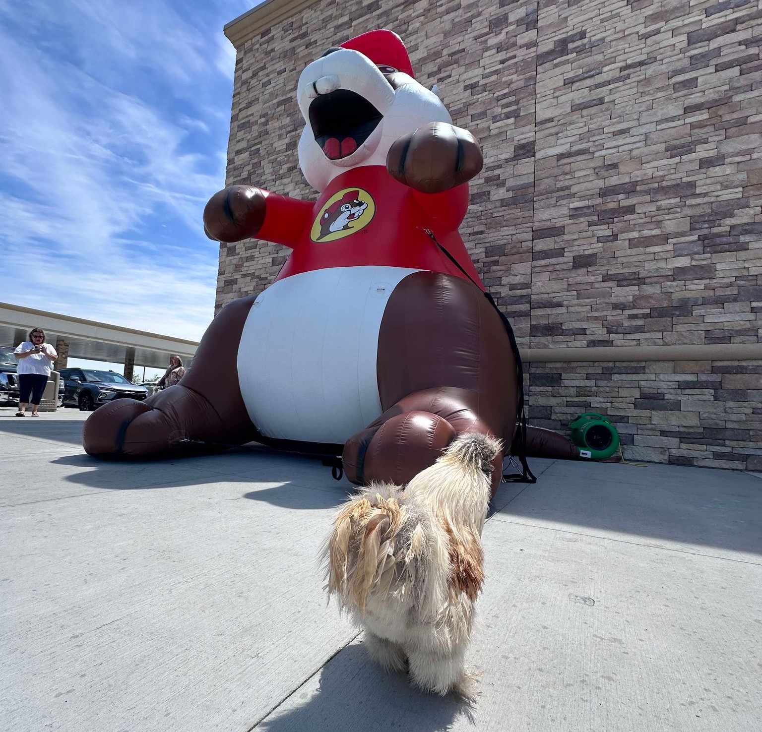 Earl the chicken meets Buc-ee the Beaver in Kentucky