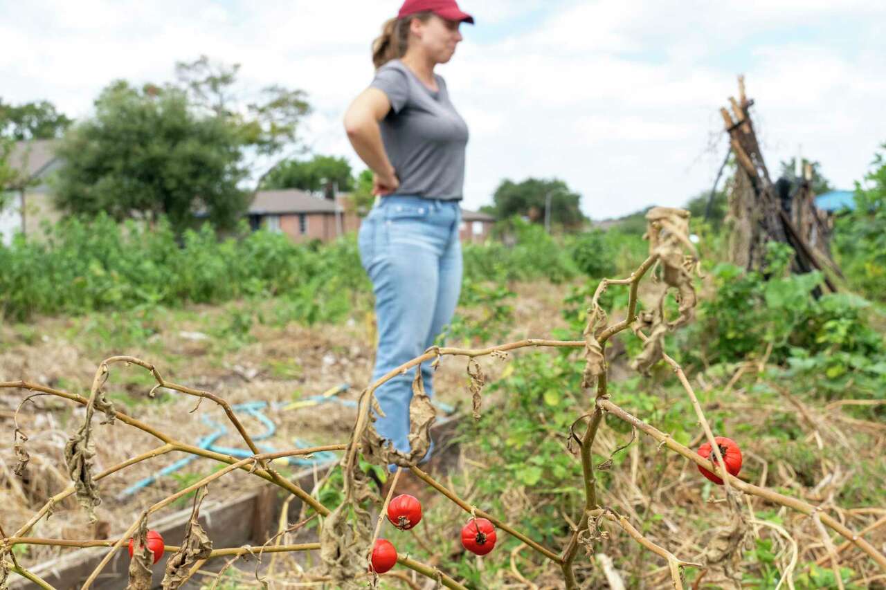 Wilted African eggplant fruits hang from dried stems as Rachel Lockhart Folkerts with Plant It Forward farm describes how using city water is expensive and can place a heavy financial burden on small urban famers in southwest Houston Monday, Sep. 9, 2024.