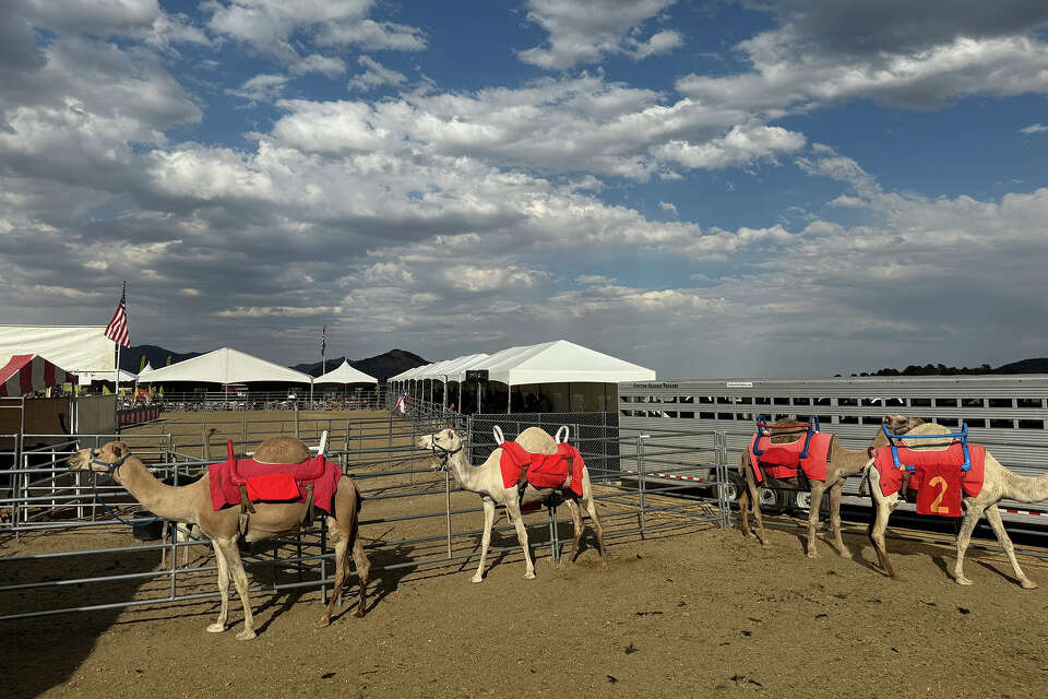 The art of camel racing, an Old West tradition with roots in SF