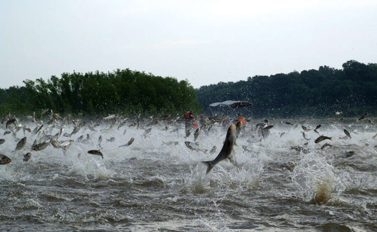The species can pose a risk to humans, as they can jump up to 10 feet out of the water when startled by the sounds of watercraft, often jumping into boats, sometimes injuring boaters. Silver carp and bighead carp can also cause major changes in native fish populations by competing with other filter-feeding fish species, such as shad and buffalo, and even larval sportfish that also rely on plankton as a food source. 