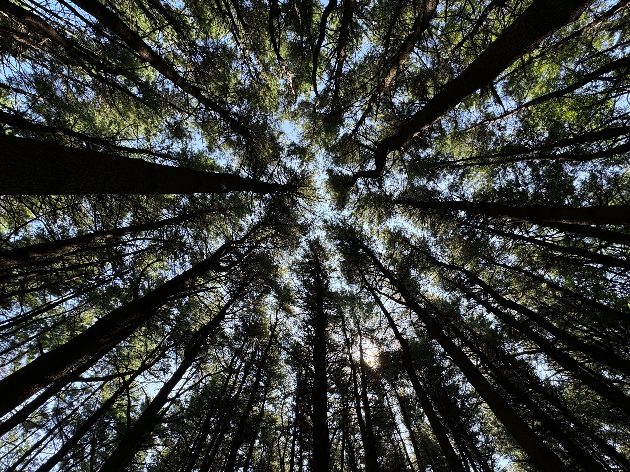 Explore the pines of Highlawn Forest near Middletown and Middlefield