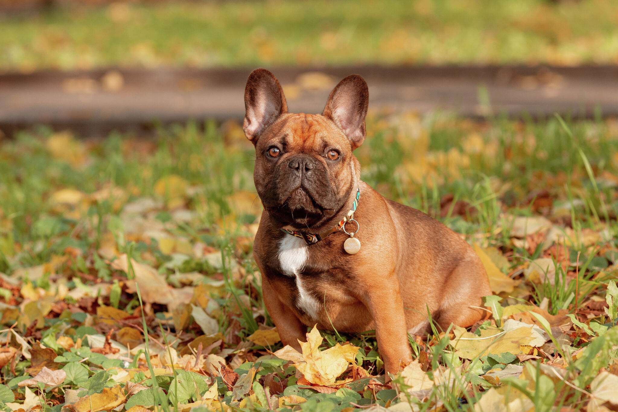 Best pet insurance for French Bulldogs (2024)