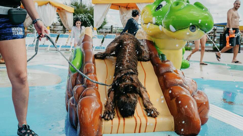 Dogs play at the 'Bark n' Waves' event at Typhoon Texas