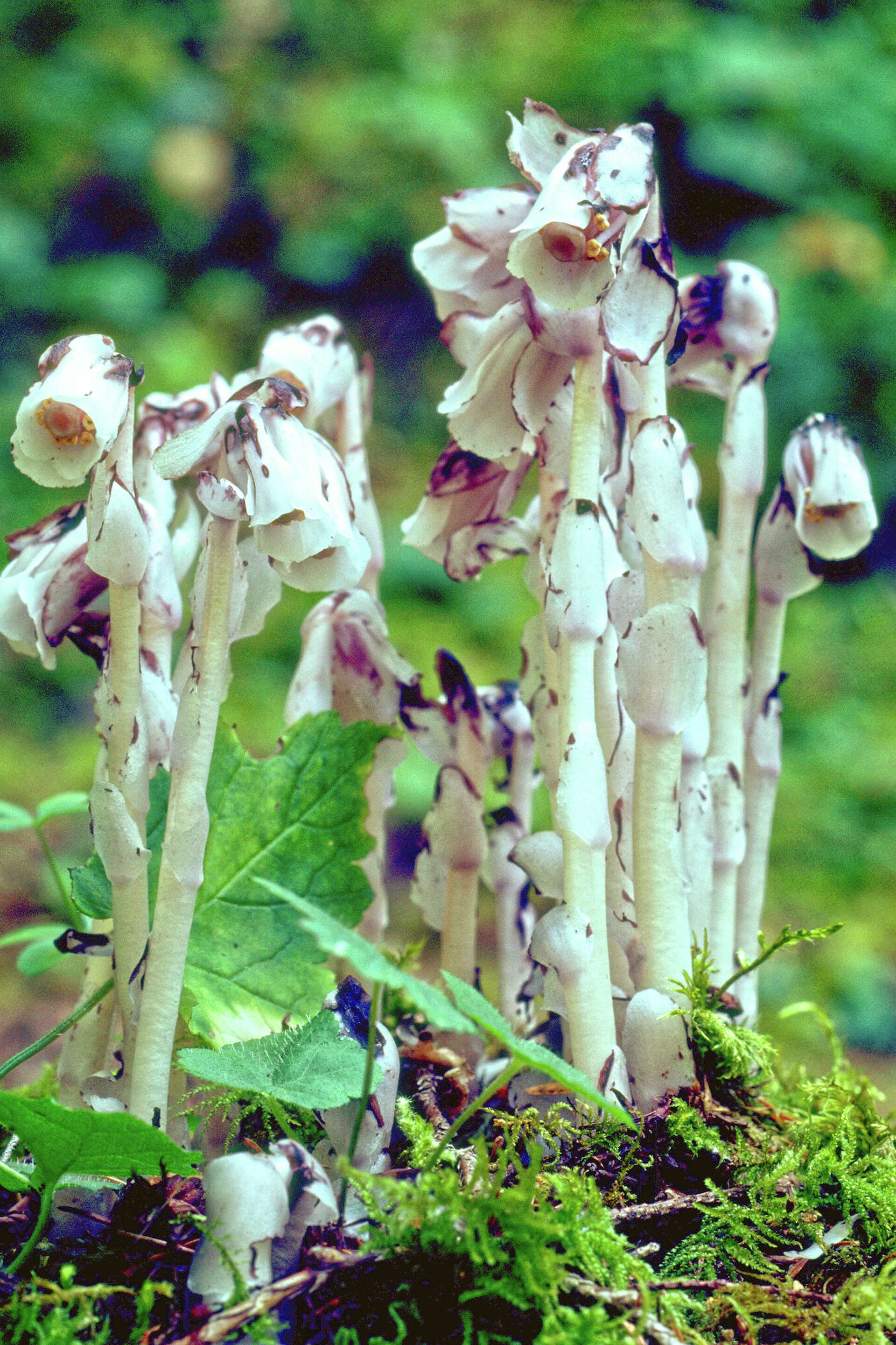 Ghost plant a native few are lucky enough to see