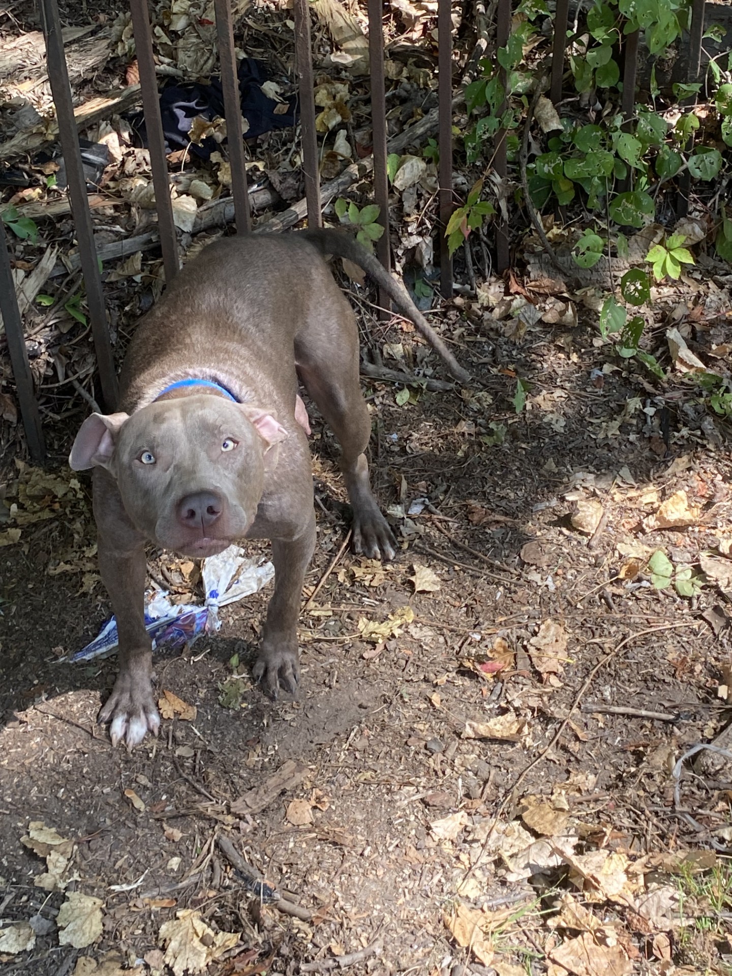 New Haven Animal Shelter asking for help identifying an abandoned dog