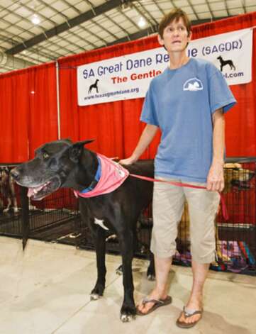 free great dane to good home