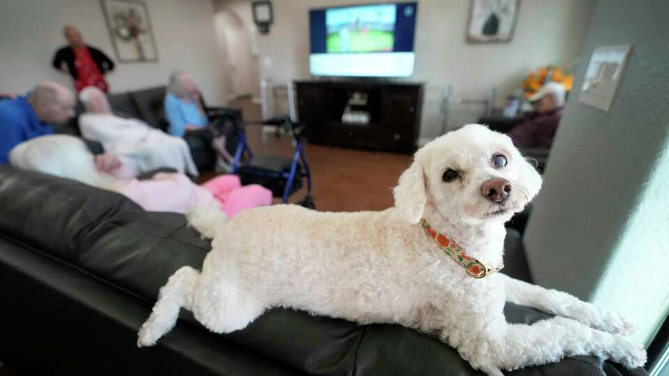 Bella keeps a watch at the front door window at Serenity Gardens, 1816 Gill Rd., Thursday, Sept. 19, 2024, in Dickinson. The 16-year-old poodle serves as a support animal in the assisted living facility.