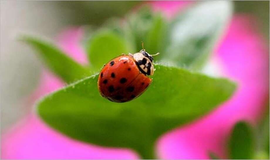 Good Bugs Bad San Antonio Express News Ladybugs Consume A Variety Of Pest Insects But They Re Migratory So If