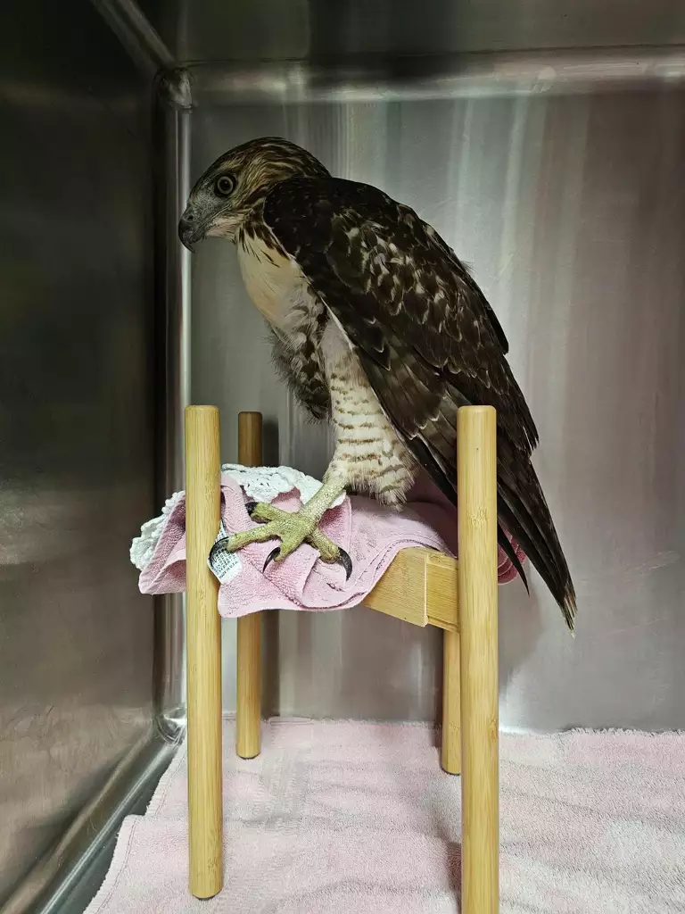 The injured hawk was taken to the Hudson Valley Animal Rescue and Sanctuary in Poughkeepsie, where it was treated for a minor head injury. It will be released in the next week, according to Celeste Wiltse, founder and director of Hudson Valley Animal Rescue and Sanctuary.