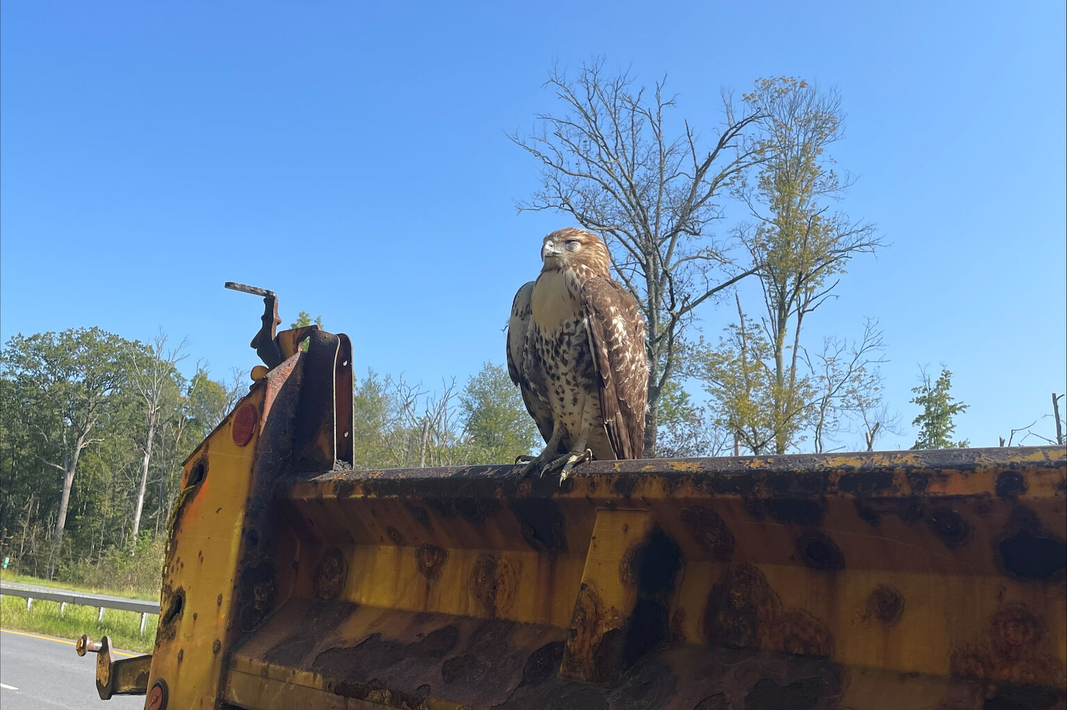 Wounded Hawk Injured hawk rescued from Taconic State Parkway