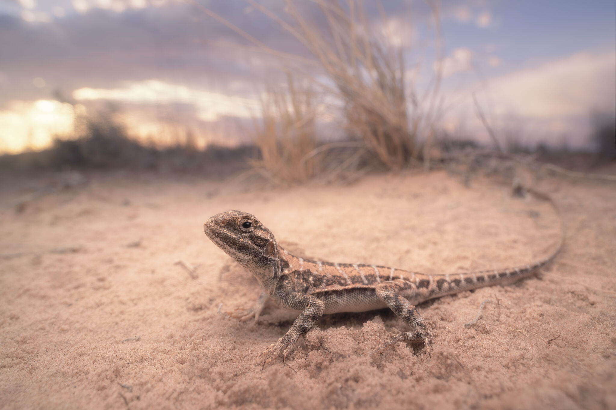 Center for Biological Diversity joins Texas lizard lawsuit