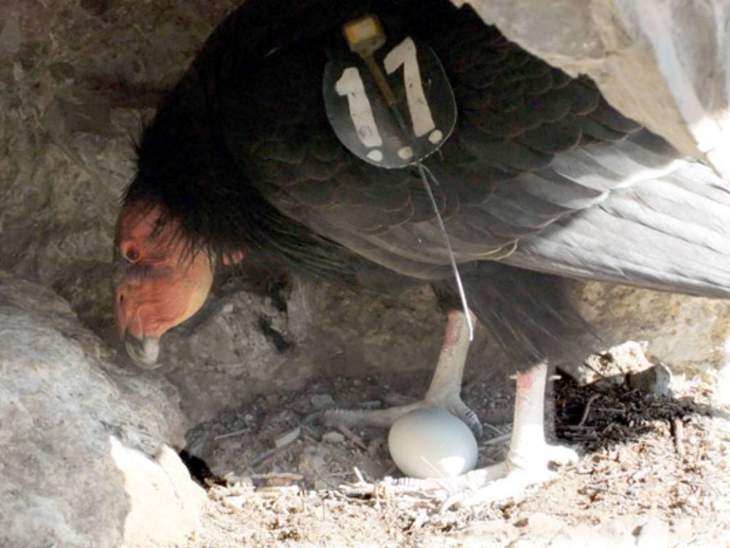 Condor Embryo Condor egg successfully hatches in California