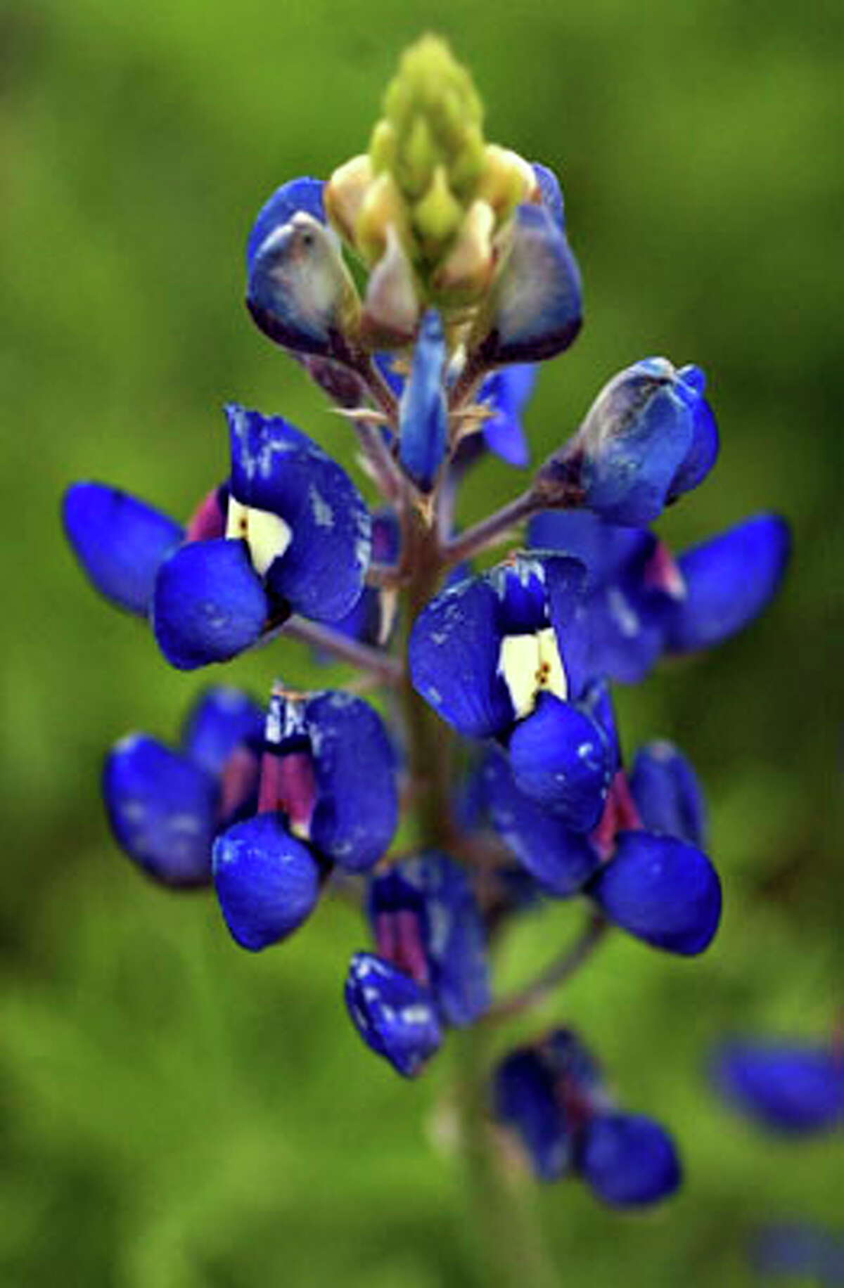 Bluebonnets in San Antonio and beyond