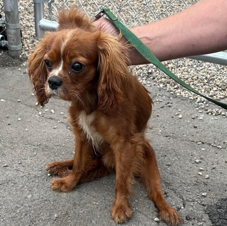 Dog abandoned at West Hartford park under investigation, officials say