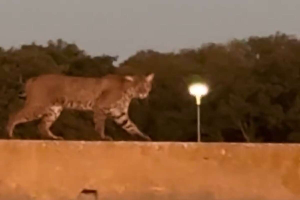 A large bobcat was spotted at Lake Arlington over the weekend. 