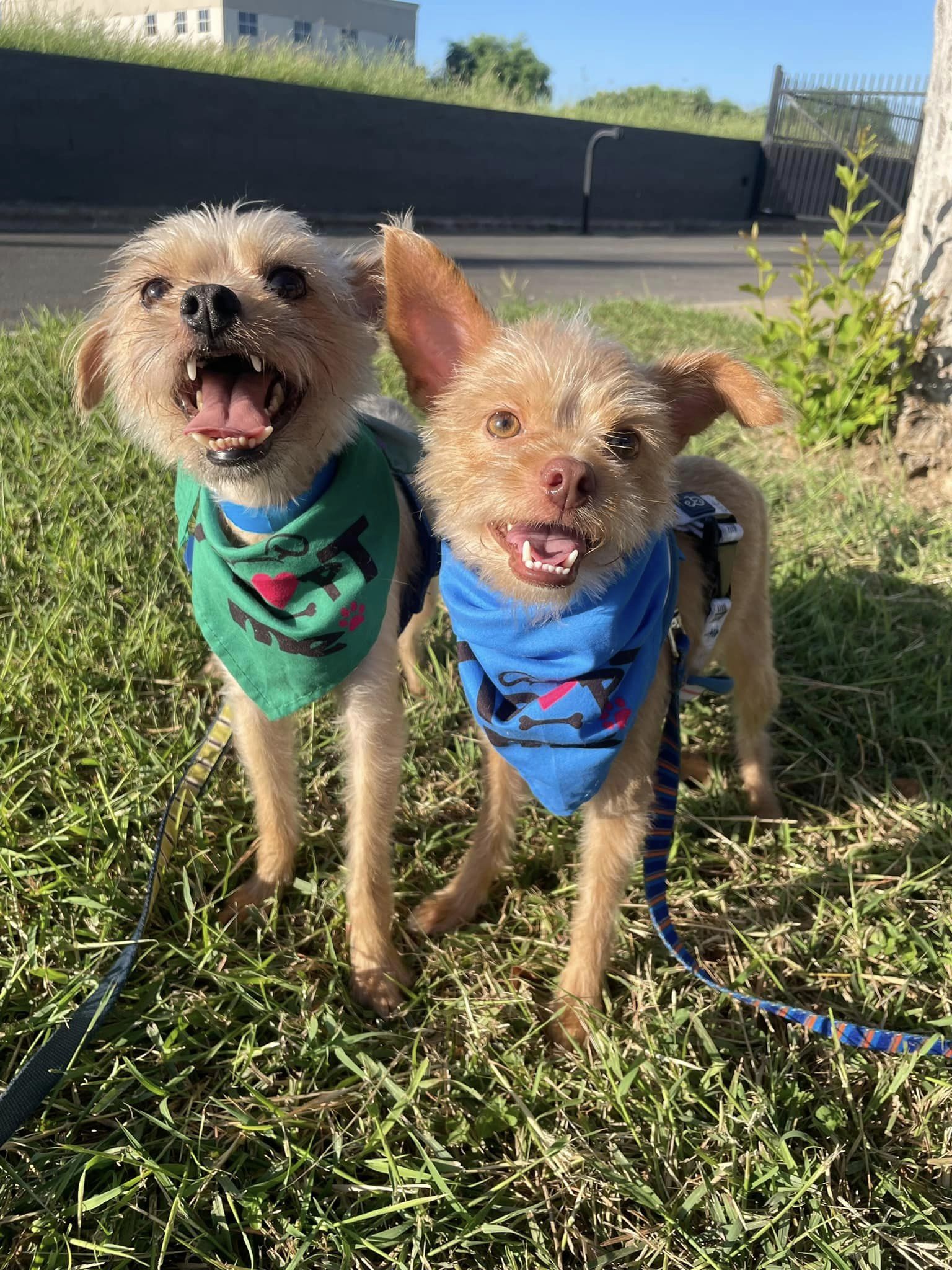 Laredo shelter honors bonded pair Lucky and Rocky as Pets of the Week