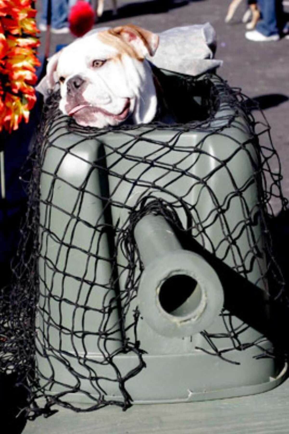 Bruce, a 9-month-old English bulldog, looks out from his doggie tank turret after competing in the costume contest at the 12th annual Pooch Parade.