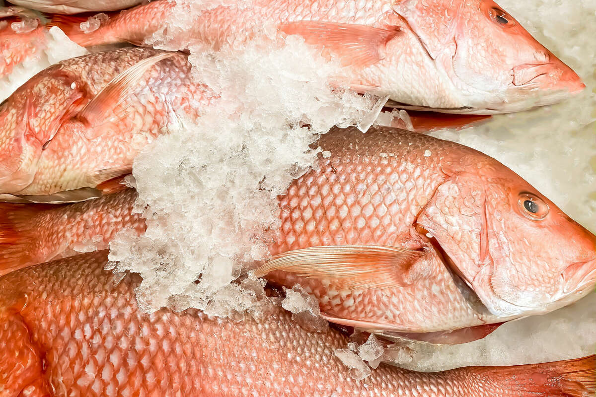 fresh red snapper fish on ice at market