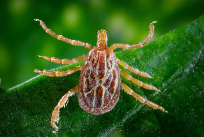 First case of emerging tick-borne disease in Northeast reported in CT