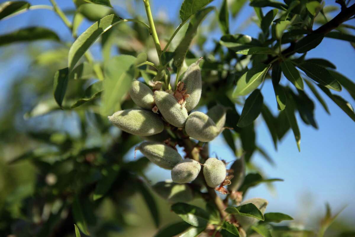 California nut farms have seen staggering losses due to smoke from megafires