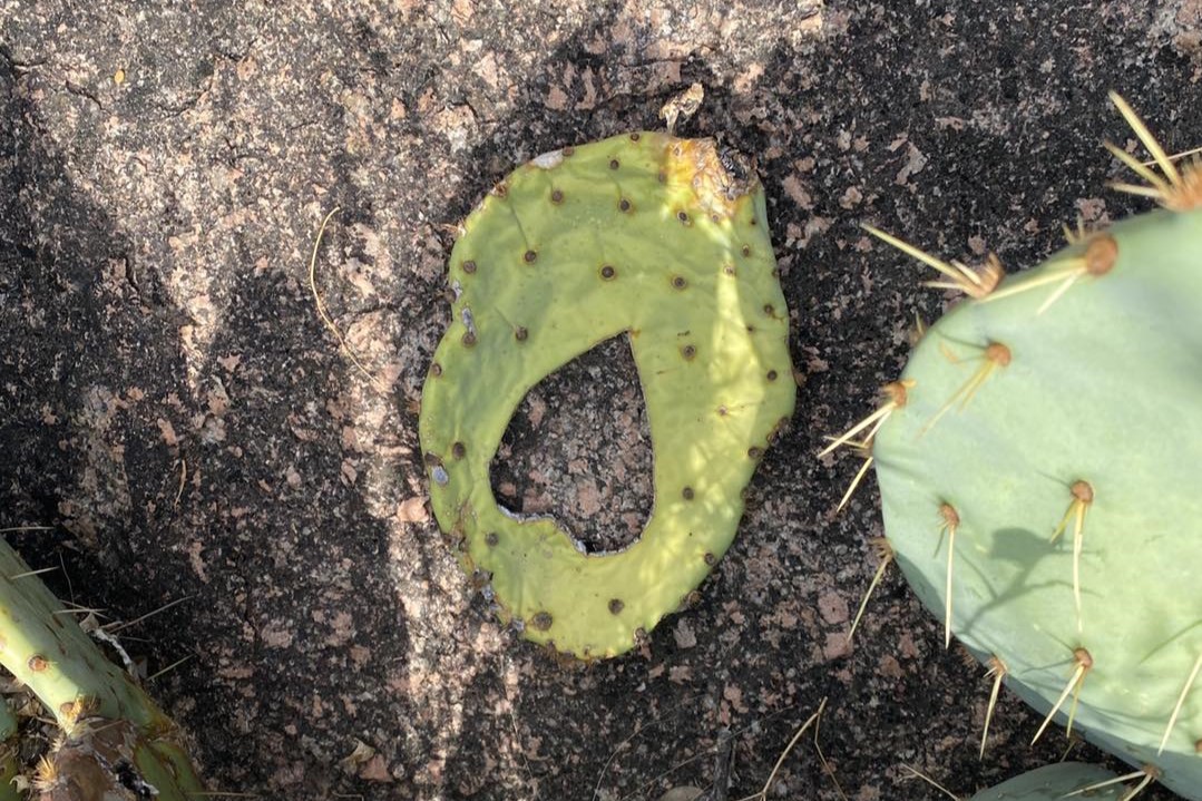 Popular Texas park asks people to stop engraving its cacti