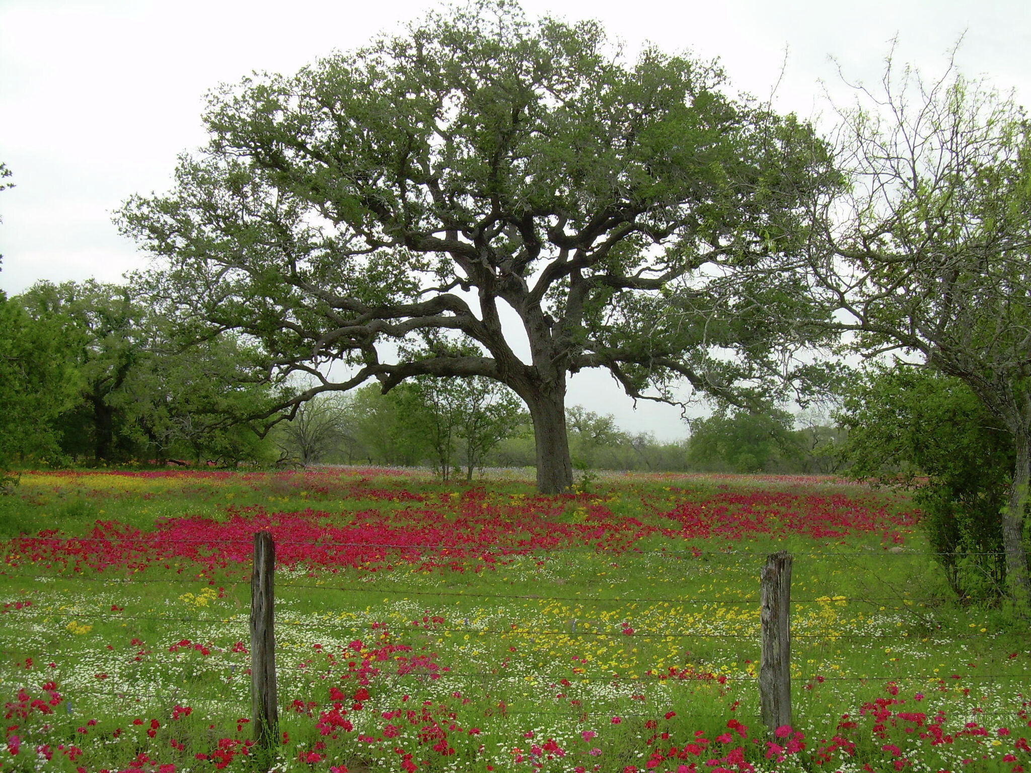 Why October is ideal for planting shade trees in San Antonio