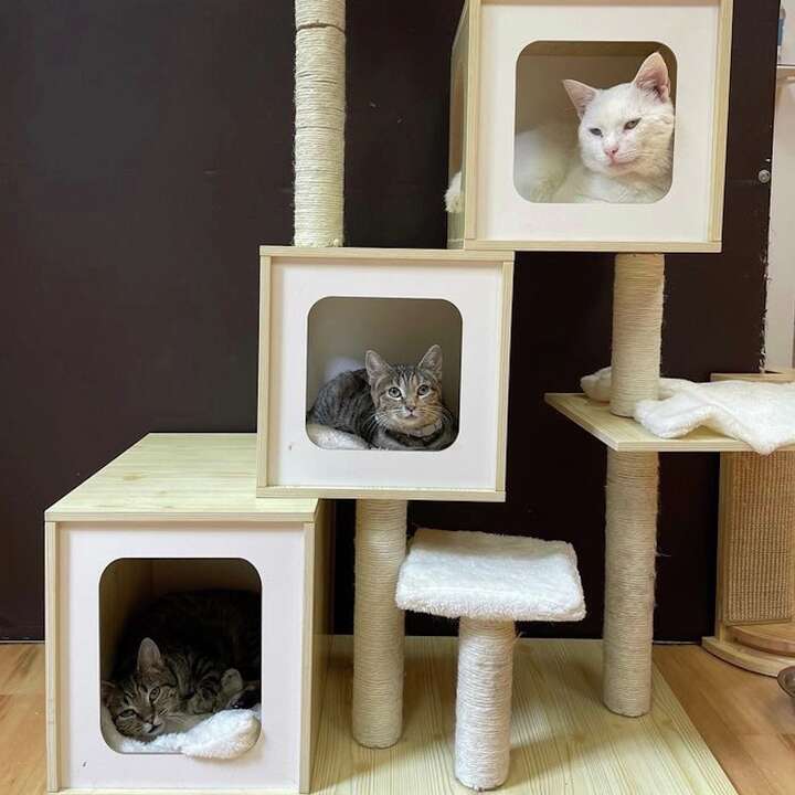 Mew Haven Cat Cafe in CT reaches 1,000th adoption on Sunday