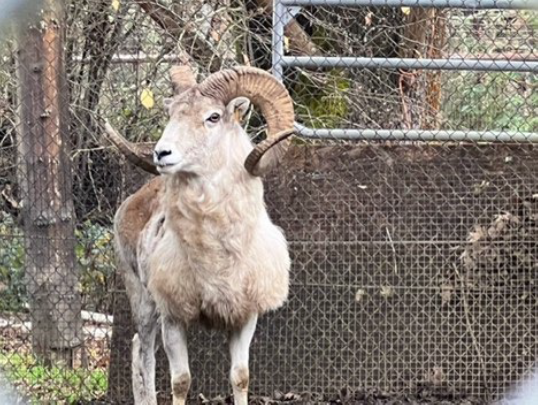 Montana man sentenced for creating massive hybrid sheep species