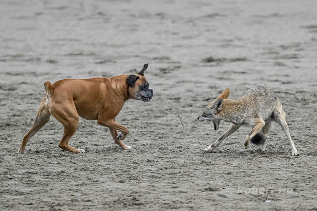 'Awful, horrific experience': Coyotes are killing San Francisco pets