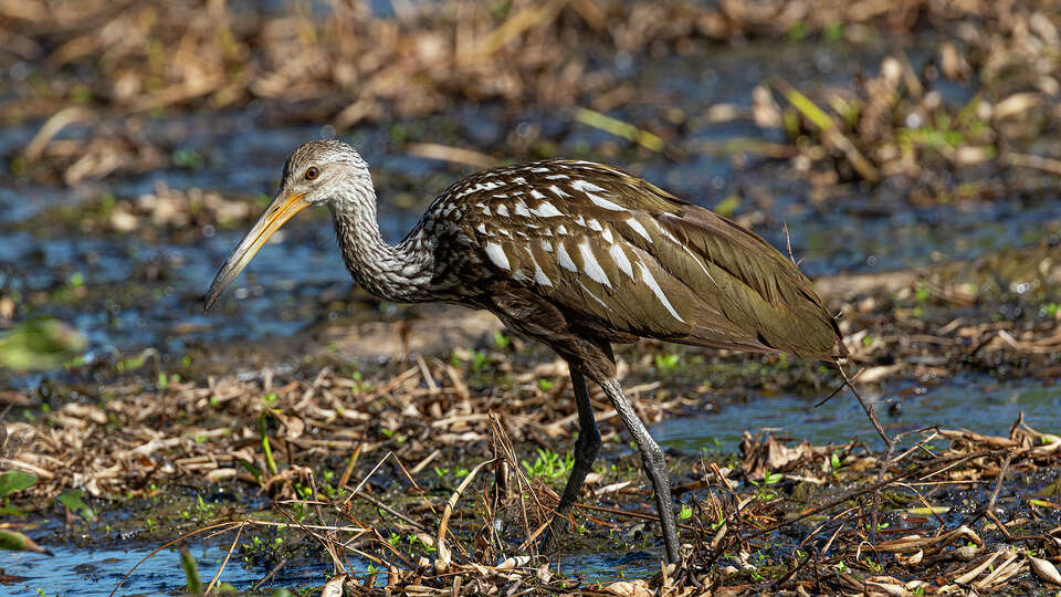 Limpkin, a bird native to Florida and a recent arrival in our area, can be found in the shallow waters of White Lake at Cullinan Park in Sugar Land. Photo Credit: Kathy Adams Clark. Restricted use.