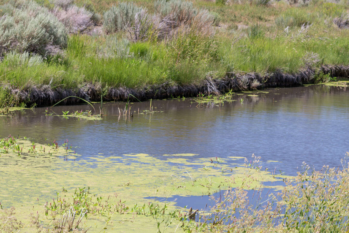 Midland officials warn of toxic algae at WadleyBarron Park