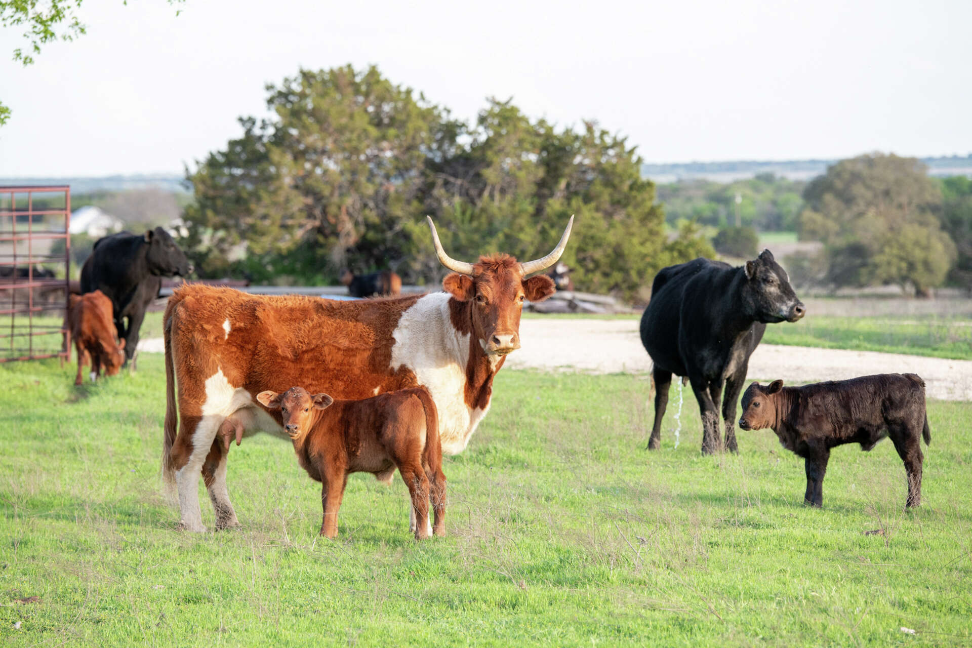 Mega Ranches 5 luxury Texas mega ranches still on the market in 2025