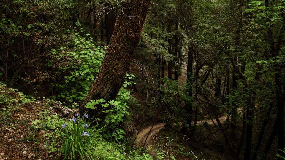 Two new forested properties adjacent to Armstrong Redwoods State Natural Reserve, in Sonoma County near Guerneville, will soon be added to the park after Save the Redwoods League closed a $2 million land deal.