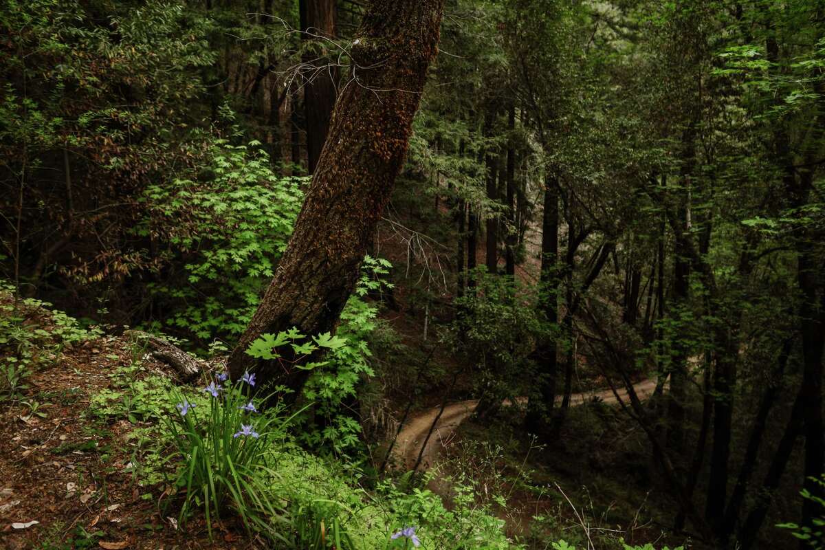 Two new forested properties adjacent to Armstrong Redwoods State Natural Reserve, in Sonoma County near Guerneville, will soon be added to the park after Save the Redwoods League closed a $2 million land deal.