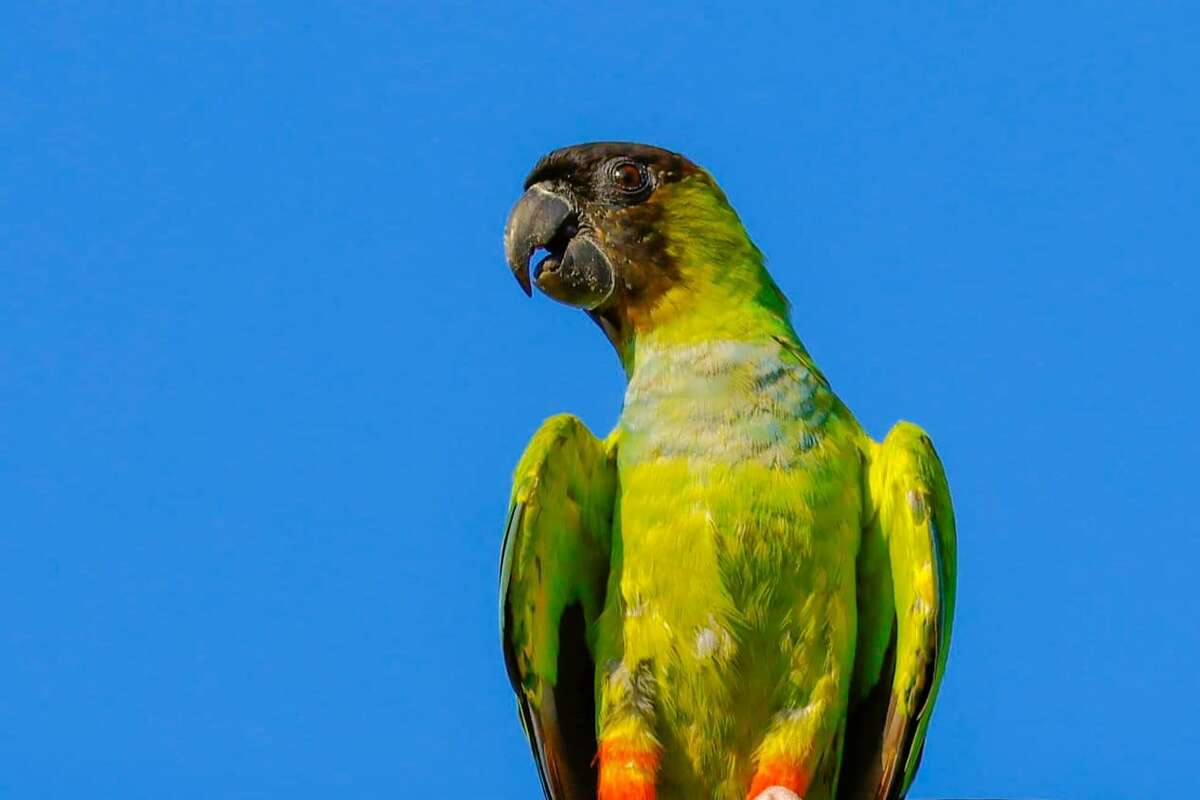 In August, photographer Alia Benavides spotted a handful of Nanday parakeets among a flock of monk parakeets in Galveston. 