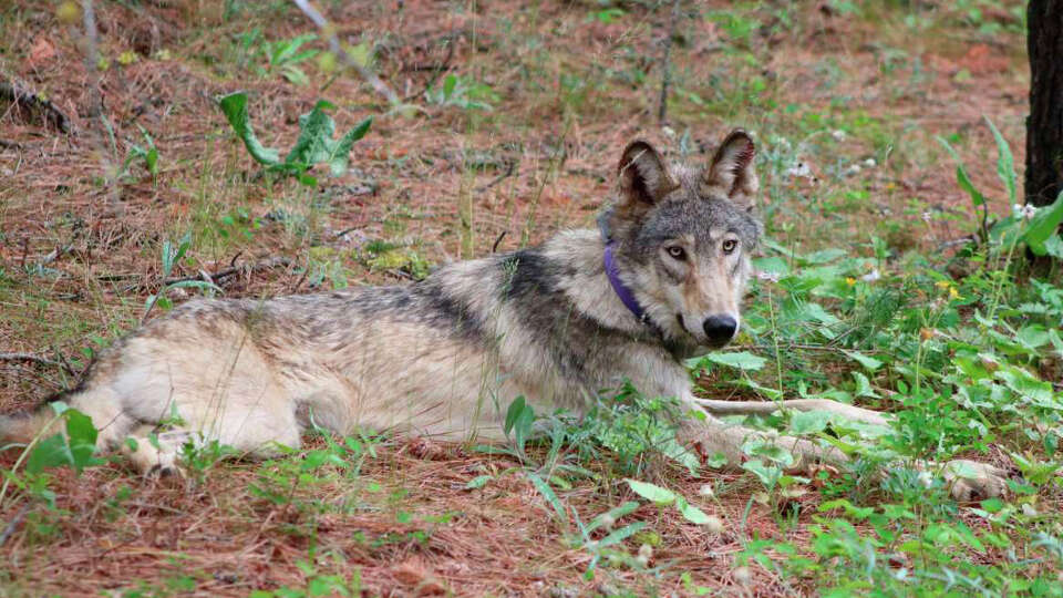 FILE - In this February 2021, photo released by California Department of Fish and Wildlife, shows a gray wolf (OR-93) near Yosemite, Calif. Federal wildlife officials announced Friday, Feb. 2, 2024, that they have rejected requests from conservation groups to restore protections for gray wolves across portions of six western states, saying the population in those states is strong. (California Department of Fish and Wildlife via AP, File)