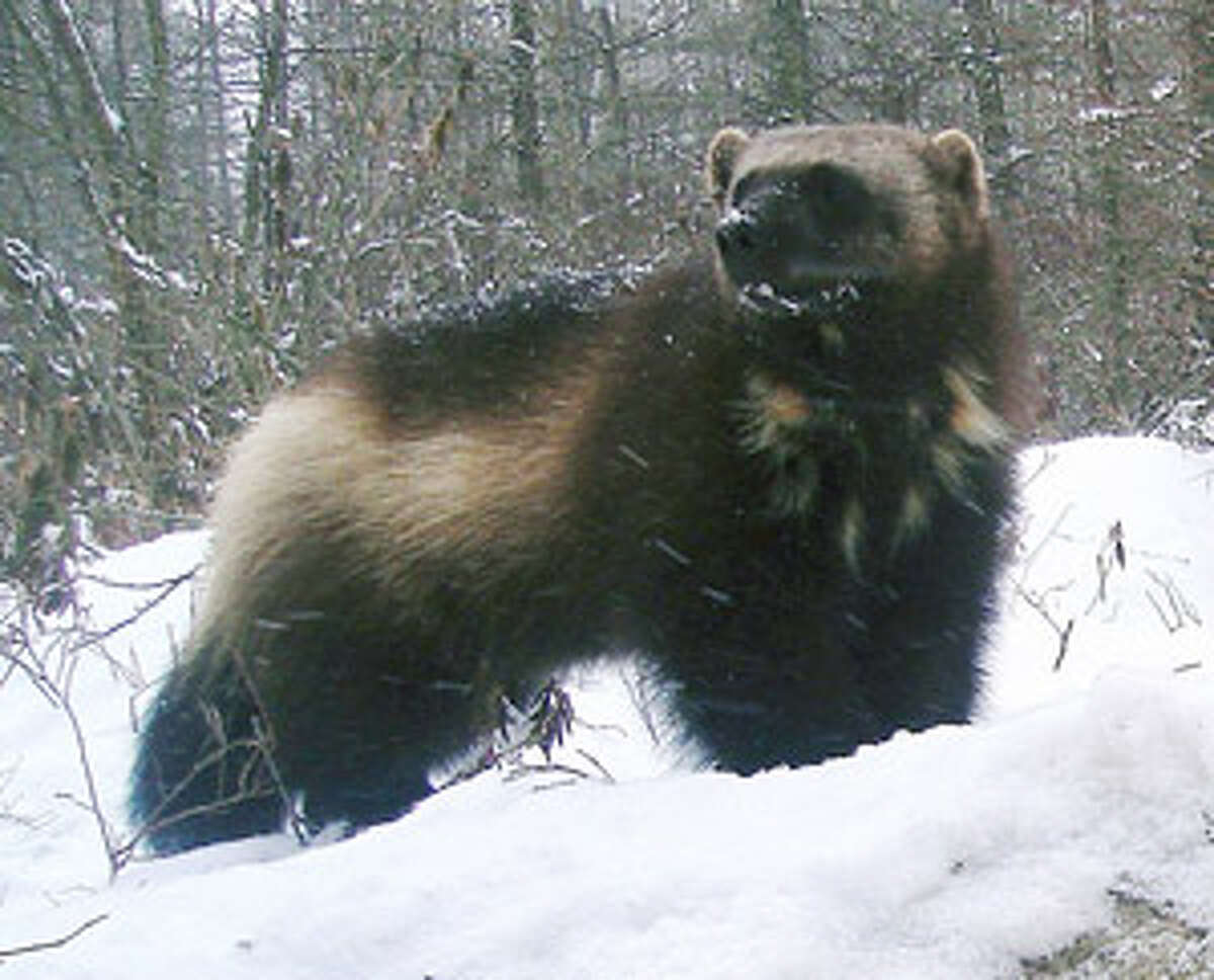 Wolverine State loses only known wild wolverine