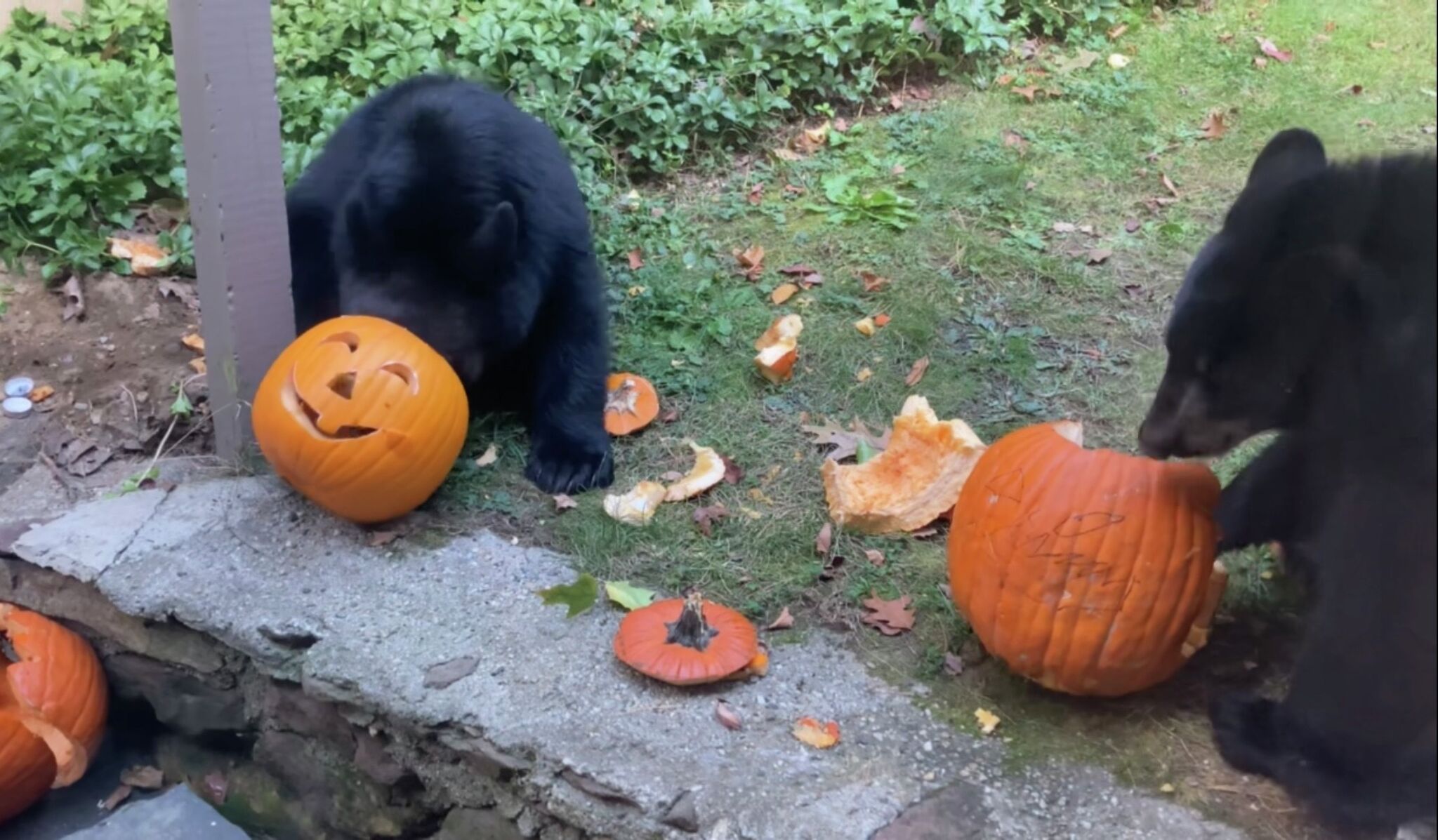 CT bears are active this fall as they prepare for hibernation.