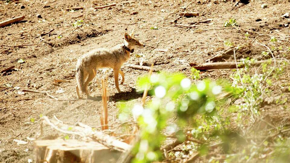 A juvenile male coyote roams the Presidio on Monday, June 4, 2018, in San Francisco.