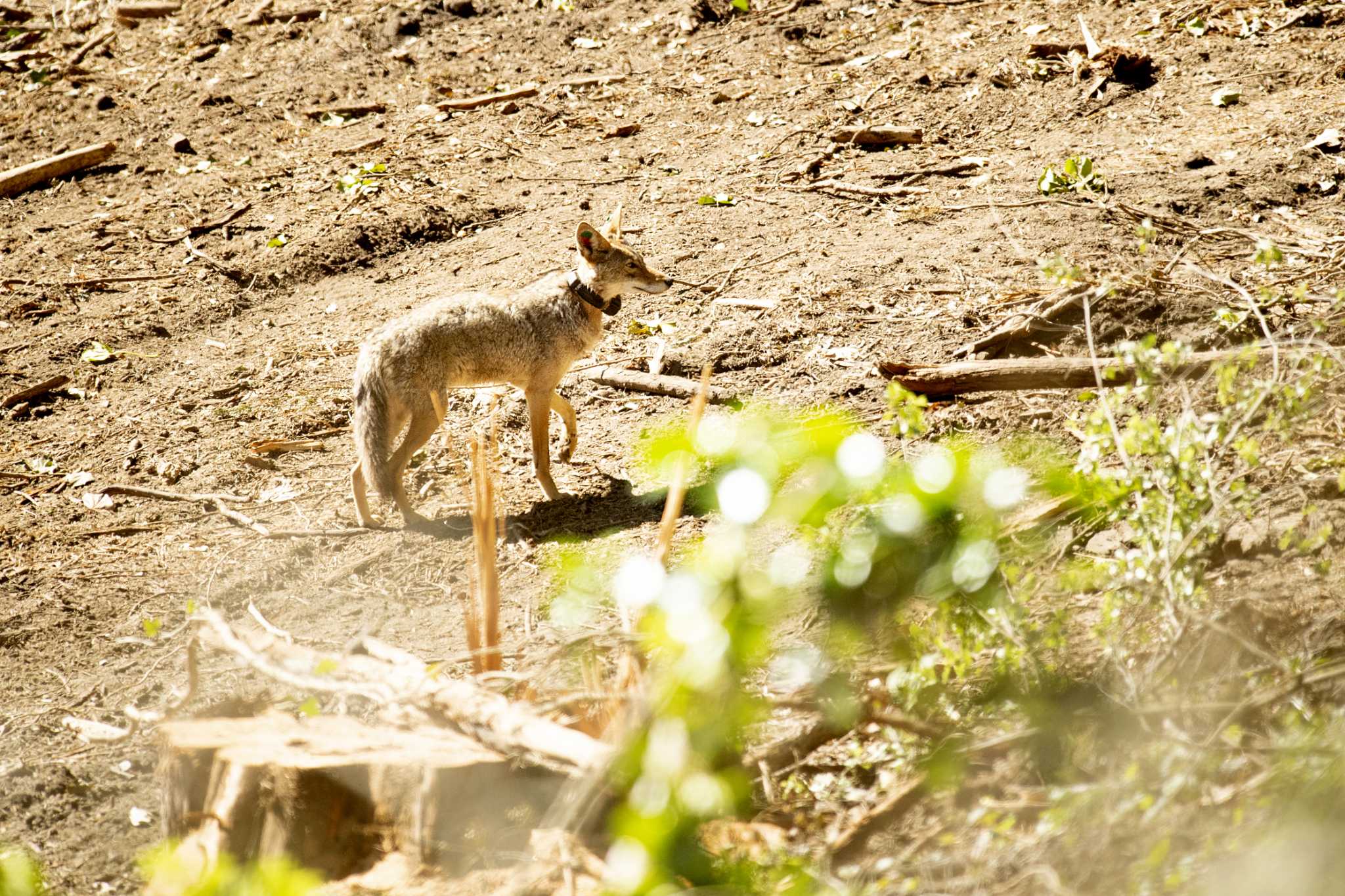 Why authorities killed the coyote at San Francisco’s Crissy Field