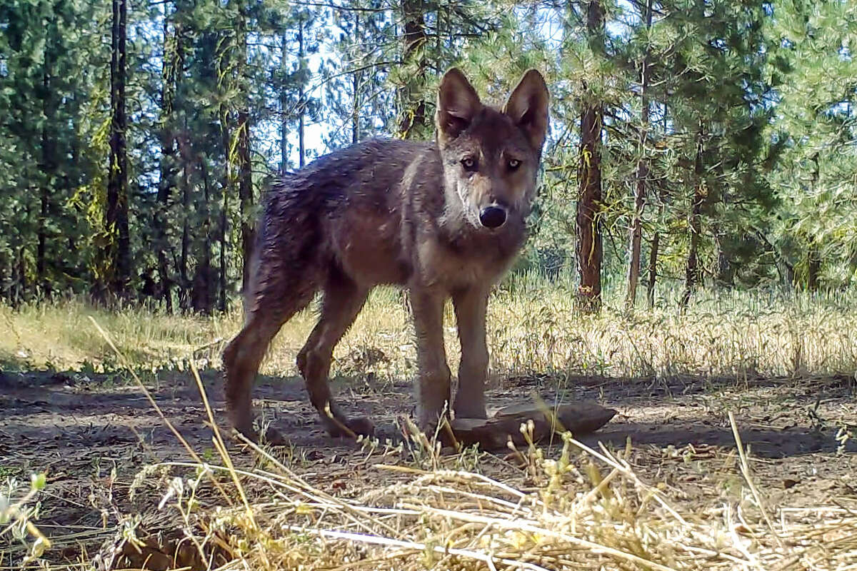 A pup from the Lassen Pack’s first litter was photographed by a trail camera in Lassen County in 2017. 